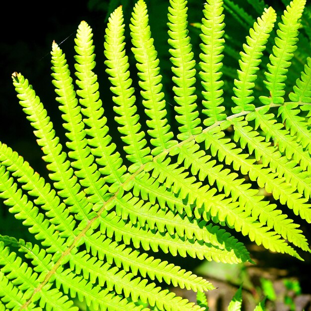 Il primo piano della felce nel giardino è illuminato dal sole