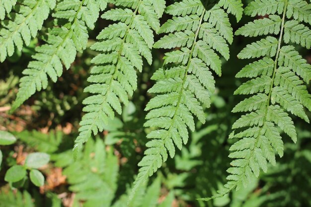 Photo fern in close