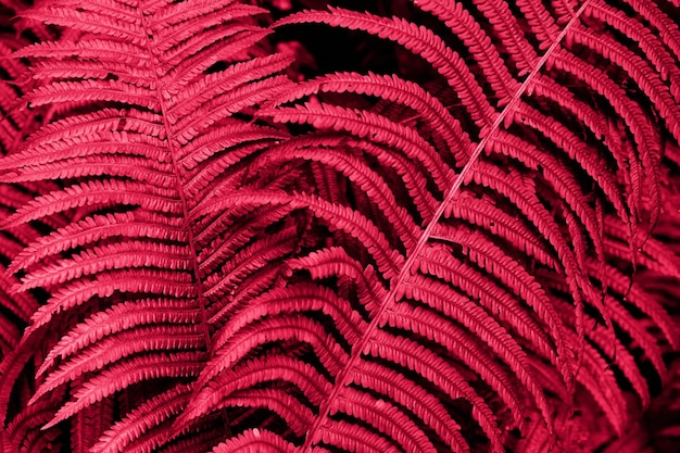 fern color carmine red shade Viva Magenta 2023 tinted