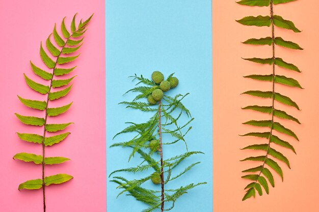 Fern fashion tropical leaf floral leaves concept vivid design art gallery creative bright trendy color minimal style summer fashion mood