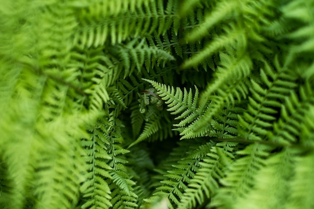 背景のような森の中のシダ 雨の後の花の植物 美しい緑の色