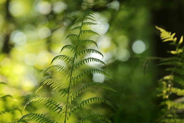 Felce nella foresta in una soleggiata mattina di primavera