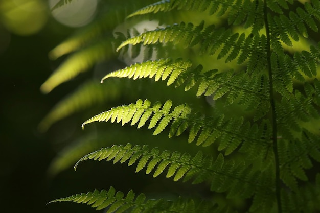 Fern in the forest on a sunny spring morning