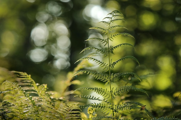 Felce nella foresta in una soleggiata mattina di primavera