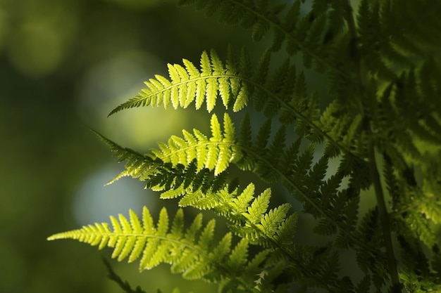 Foto felce nella foresta in una soleggiata mattina di primavera