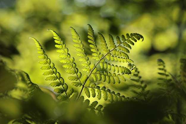 Foto felce nella foresta in una soleggiata mattina di primavera