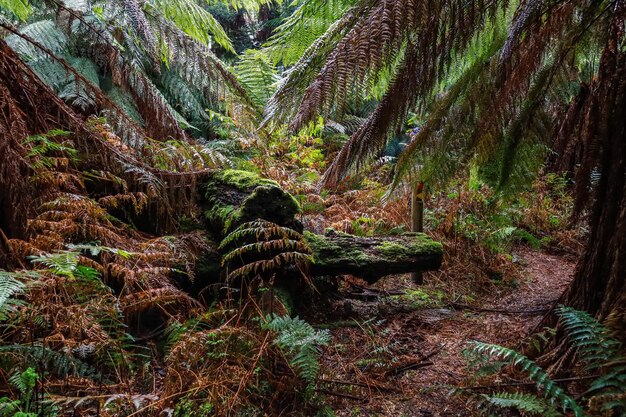 Fern forest