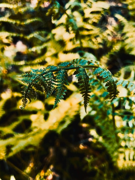 Foto il felce nella foresta