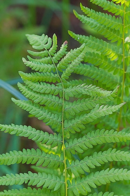 Fern in the forest