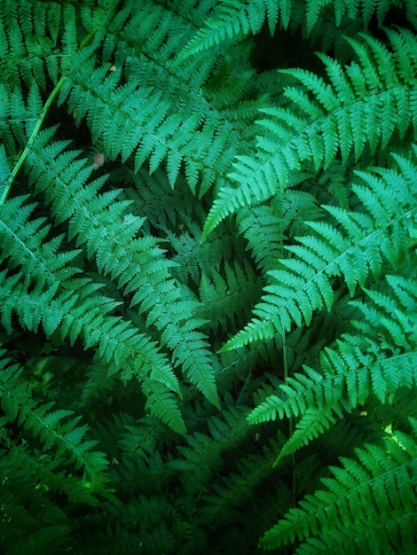 Foto felce nella foresta