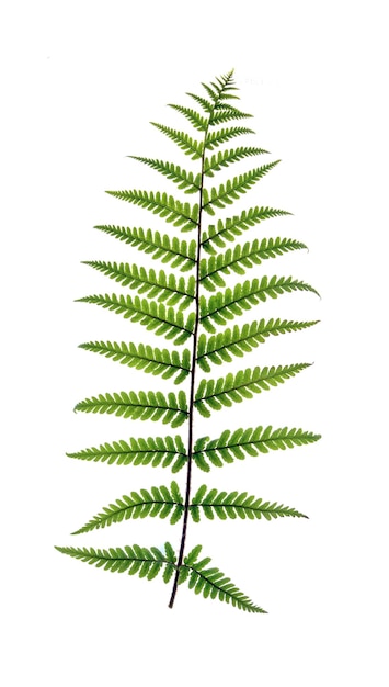 Fern Frond