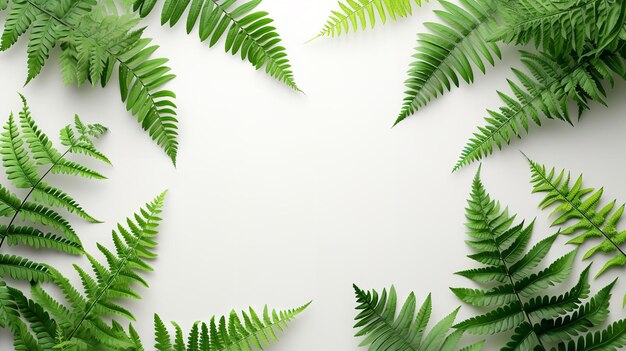 Fern fronds with a white backdrop and an open spot in the center with overhead view generative ai