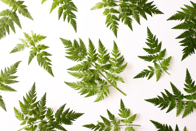 Fern green leaves pattern on white