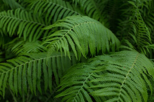 シダ、緑の植物、葉の背景、クローズアップ