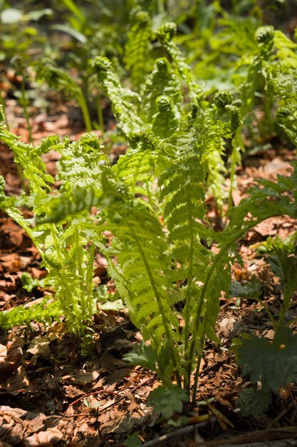 fern growing in the forest