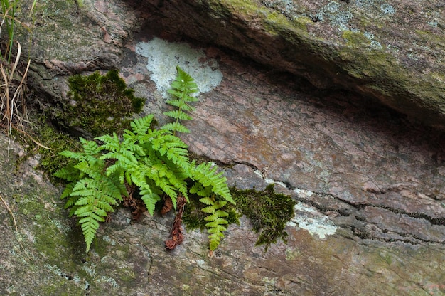 A fern growing on a rock with moss on it