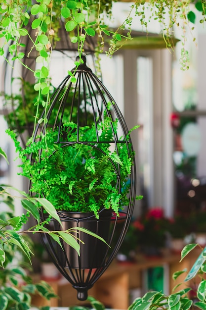 Fern in hanging planters 