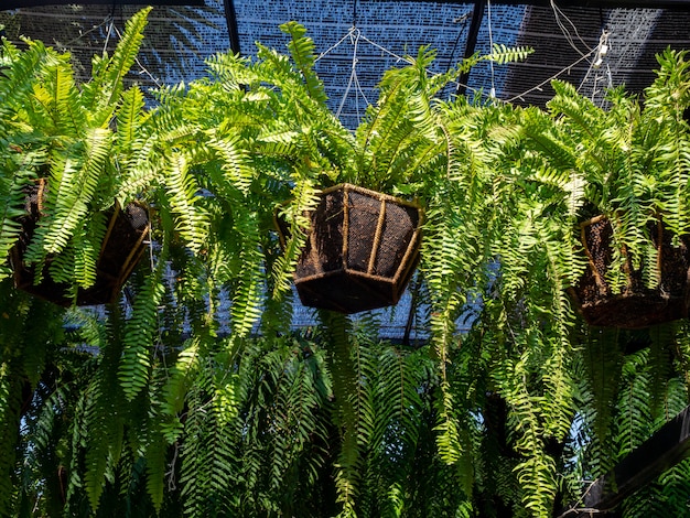 Photo fern in a hanging pot in garden