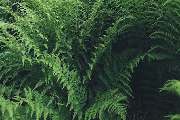 Fern large green leaves foliage natural floral background