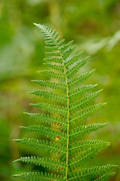 Fern leaf in autumn season in the nature