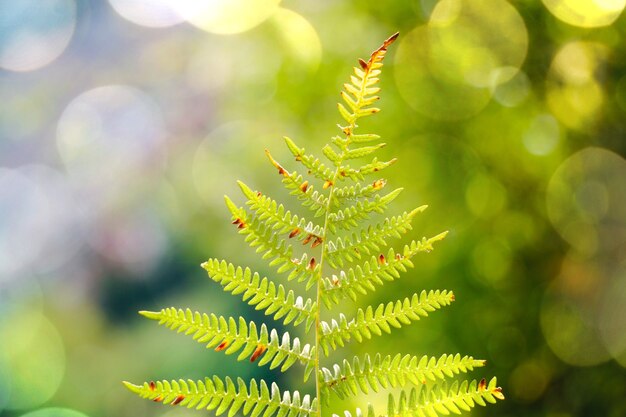 Fern leaf in autumn season in the nature