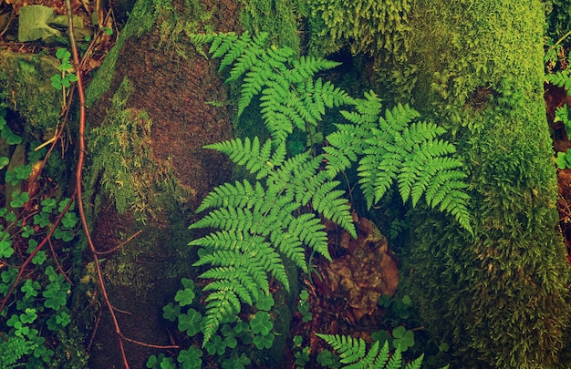 シダの葉の背景