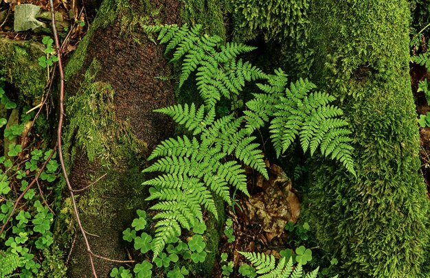 Fern leaf background