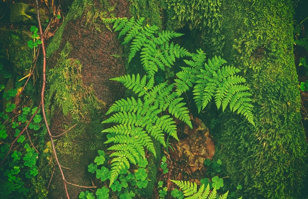 シダの葉の背景