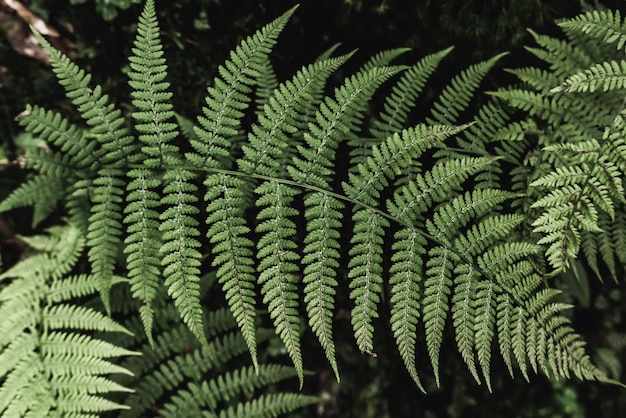 Photo fern leaf background