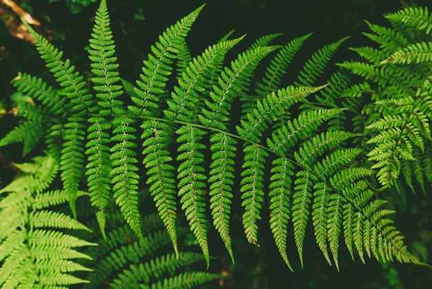 Photo fern leaf background