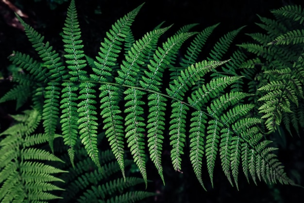 Photo fern leaf background