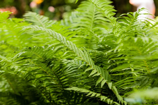 Fern leaf close up. fern growing in the park.