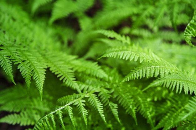 Fern leaf Closeup nature view of fern leaf background Flat lay dark nature concept tropical leaf Top view