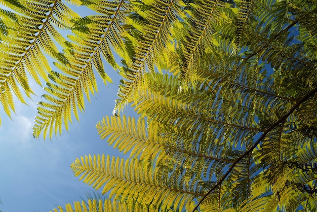 Папоротник листьев папоротника на фоне неба Текстура листьев