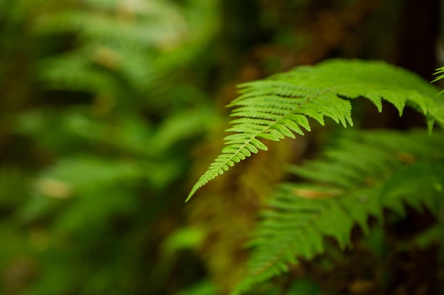 Fern leaf in the forest, close-up, space for text