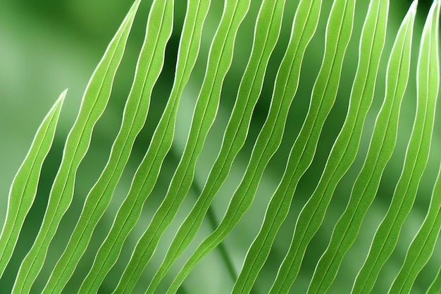 Fern Leaf Green Foliage Background