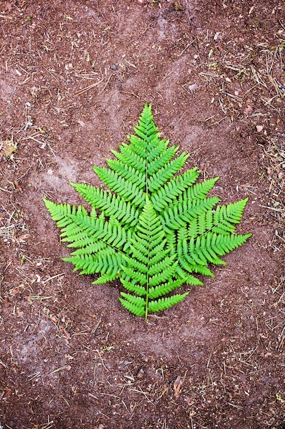 Fern leaf on ground background