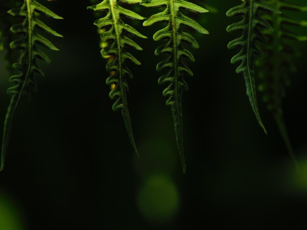 A fern leaf is hanging from a tree.