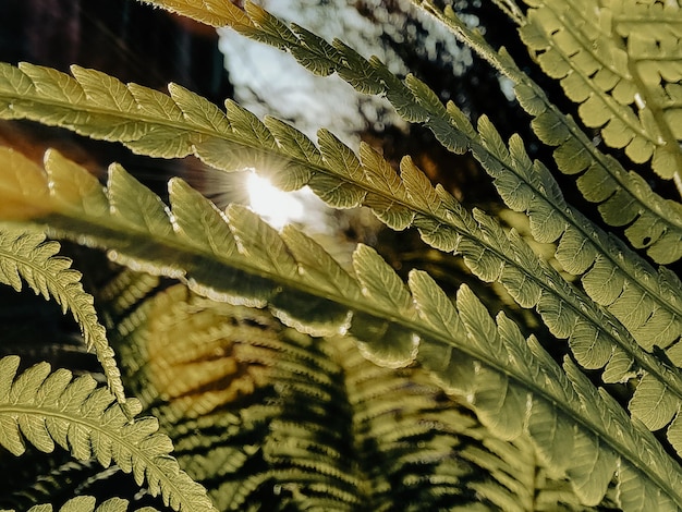 A fern leaf is seen through the leaves of a fern.