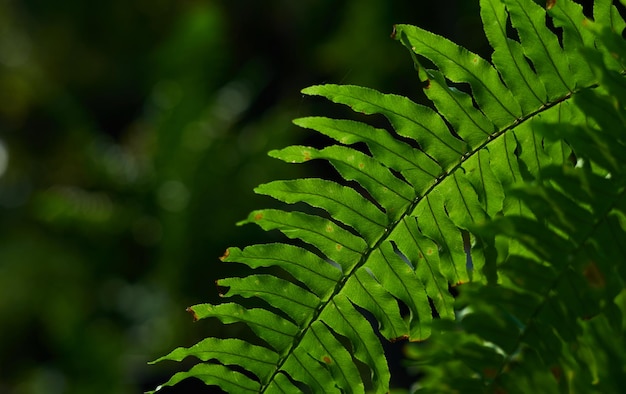 A fern leaf is shown in this image.