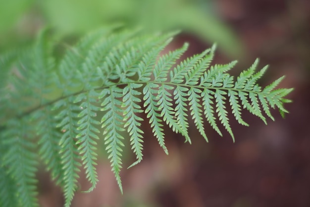 A fern leaf is shown with the word fern on it.