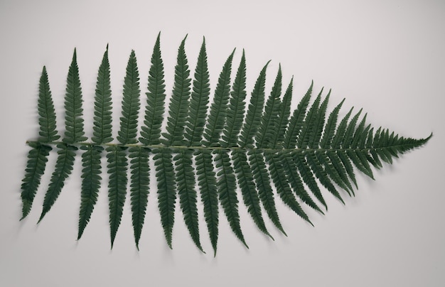 Photo fern leaf isolated single leaf of fern lying on the white table