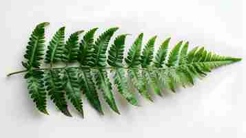 Photo fern leaf isolated on white background delicate and lush green fronds ideal for nature and educati