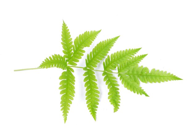 Fern leaf isolated on a white background