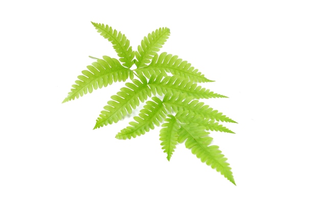 Fern leaf isolated on a white background