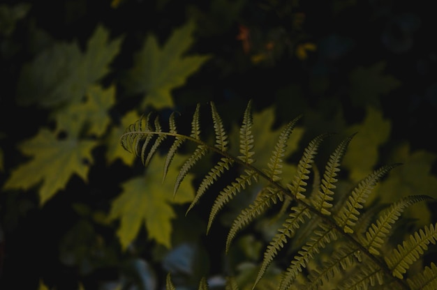 Fern leaf in nature