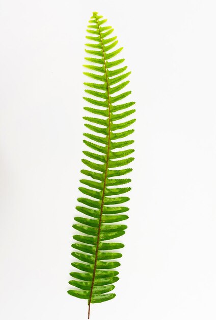 Fern leaf Ornamental foliage Fern isolated on white background