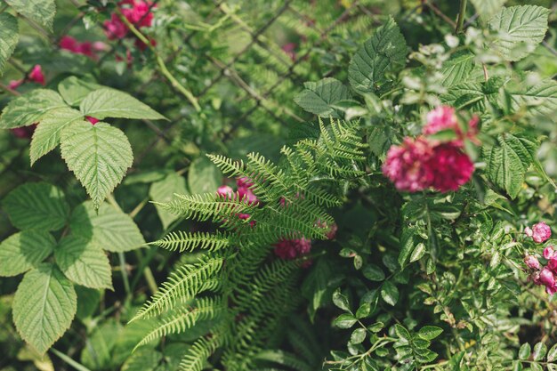 Fern leaf raspberry branches with leaves and pink roses on old rusty fence in sunny forsaken garden