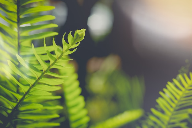 Fern Leaf stalk Green spring foliage background 