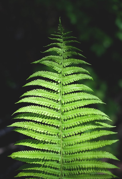 Fern leaf in the sunlight shaded background